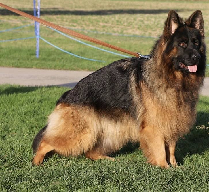 German shepherd puppies 5