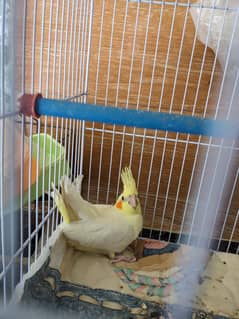 Cockatiel
