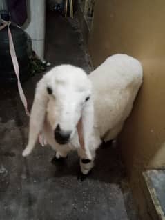 dumba