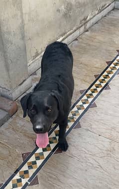 2 years labrador black