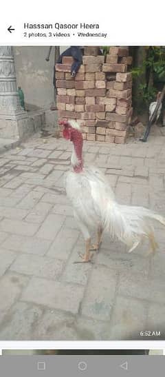 shamo  male