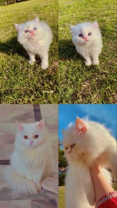 2 month cute kittens and adult cats available for sale 15 thousad each