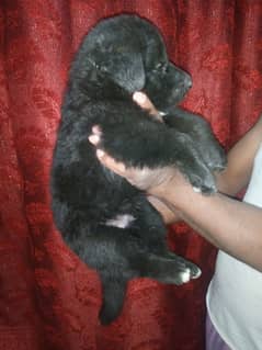 black male pup