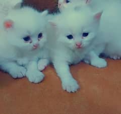 white Persian kittens
