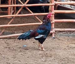 Mianwali Sindhi