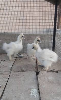 silkie