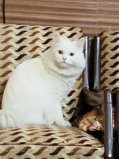 Cat for sale