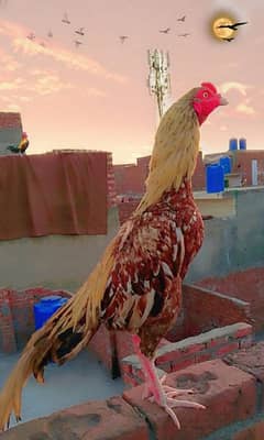 seel murga