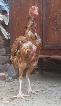 Aseel Top Quality Female Maadi For sale 03089179667