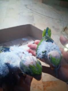 Ringneck chicks