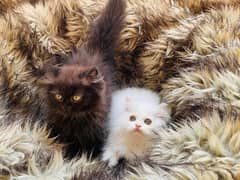 (0327-8997302) Top Quality Persian kitten or cat baby