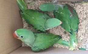 Raw Chicks Jumbo Size