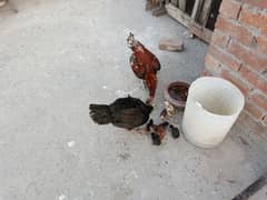 aseel pair and chicks for sale