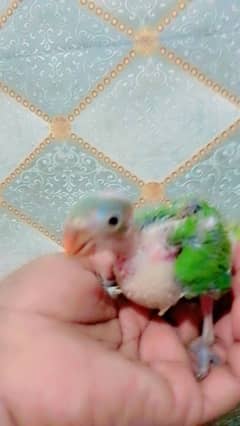green ringneck
