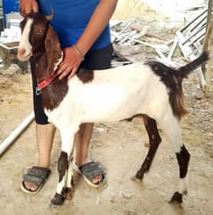 2 dant khassi male meat weight 17kg hai dono