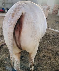 2 Daant Bachri (4 Lac 80 Hazar) Approx 6 Mann