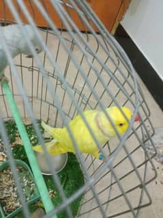 yellow ring nake