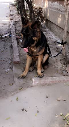 German Shepherd Long coat