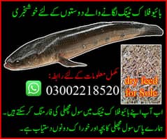 Fish Farming Fish seed available