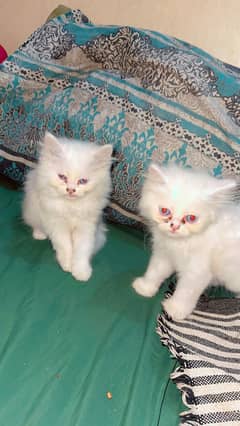 Female persian kitten