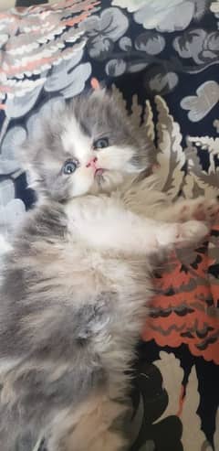Persian kittens available