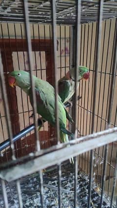 Raw Pair