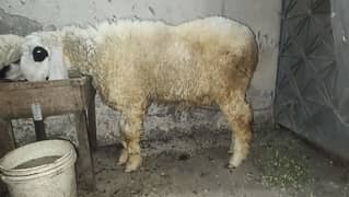 kajla chatra sale krna he jo bahi b lena chah rabta krla