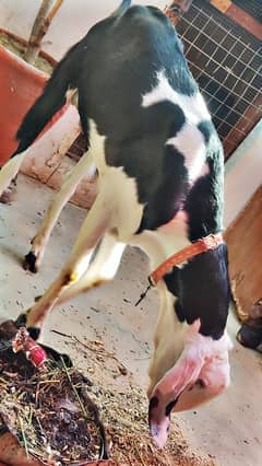 Qurbani 2k25 khassi bakra
