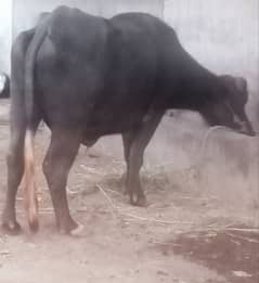 Qurbani
