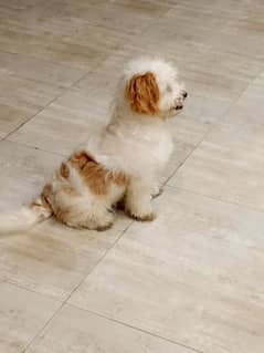 poodle