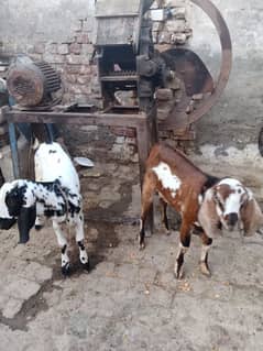 taddy male and female video bhi mil sakti hai full active