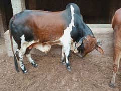 Wachy for sale . . .