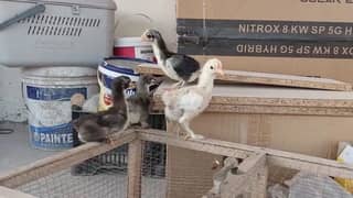 Fancy chicks different breeds (read add)