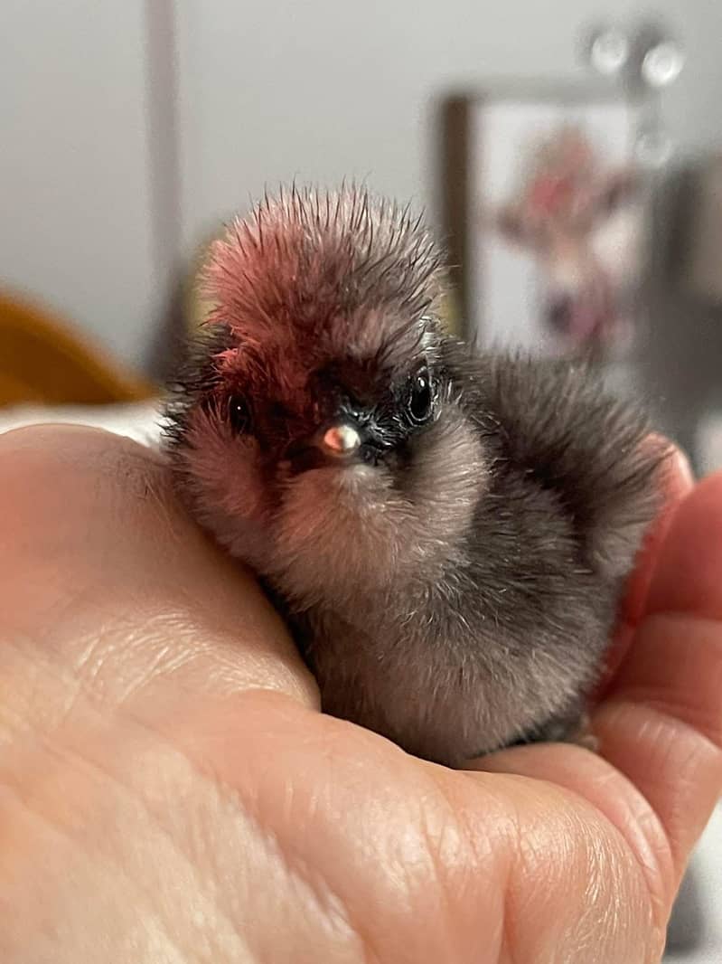 Fancy Breeds kay Eggs & Chicks   For Sale 15