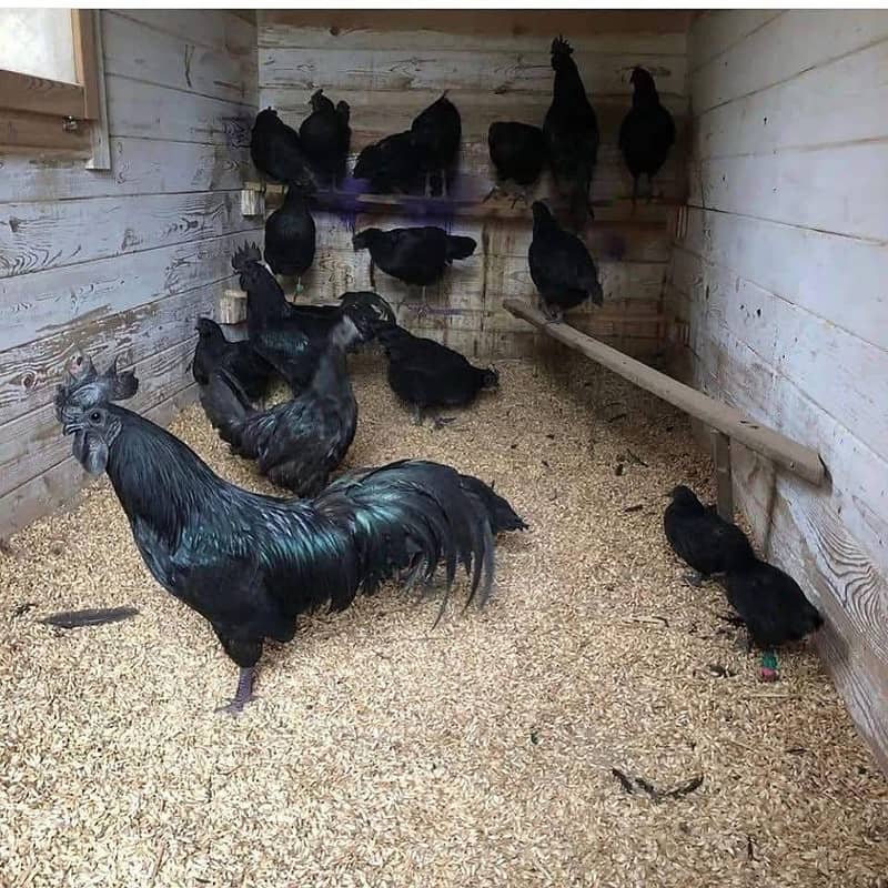 Fancy Breeds kay Eggs & Chicks   For Sale 16