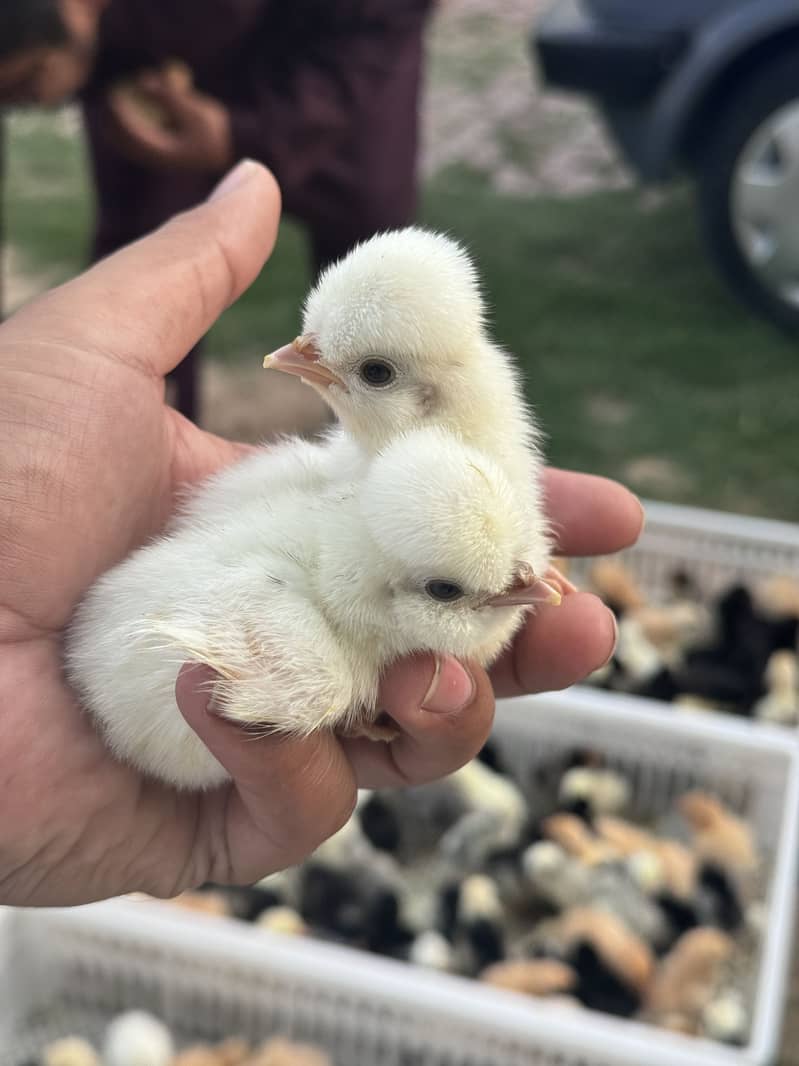 Fancy Breeds kay Eggs & Chicks   For Sale 17