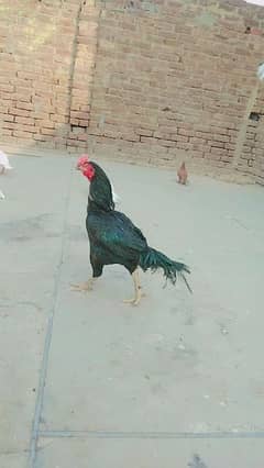 aseal muskha pure