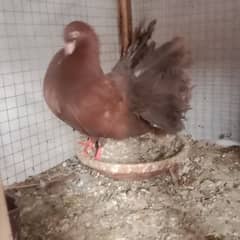 brown laky breder or chkis for sale
