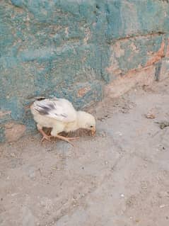 Reza aseel chicks