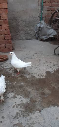03024748951