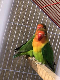 Breder pair + cage for sale