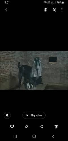 qurbani
