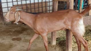 Qurbani