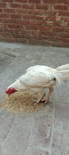 aeeel heera for sale