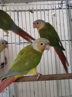 Pineapple Conure