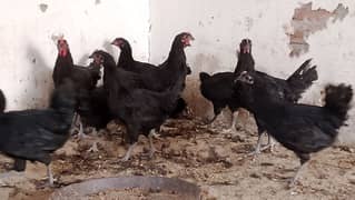 Austrolop breaders For sale /Austrolop hens for sale/Austrolop males