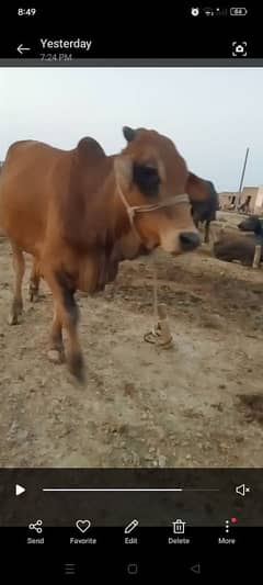 bull
