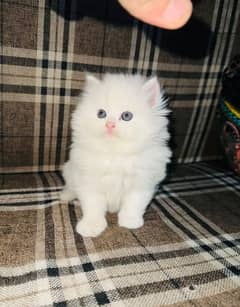 Persian
