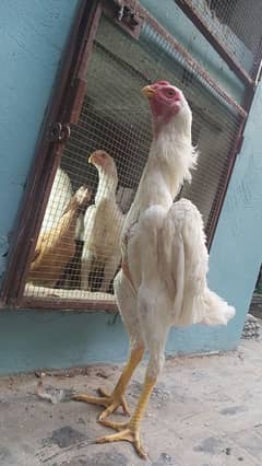 Shamu male 03224191893