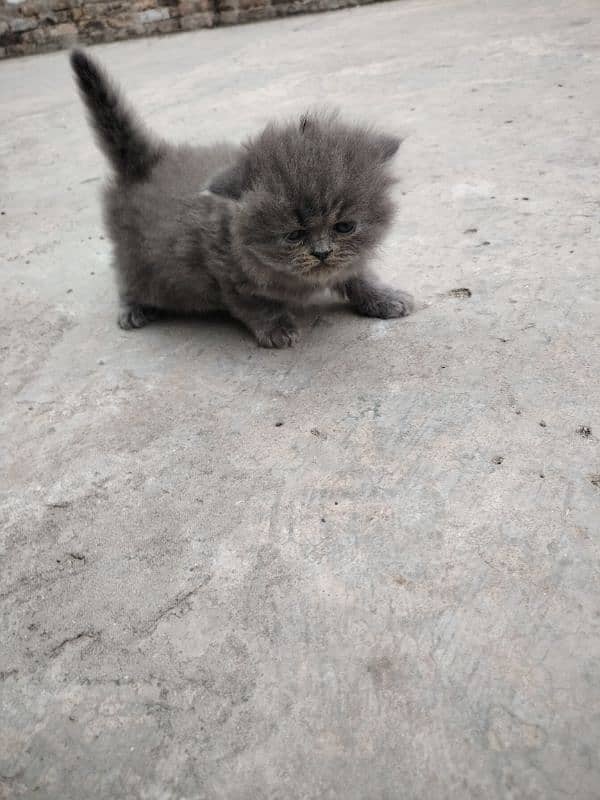 Persian kittens 5